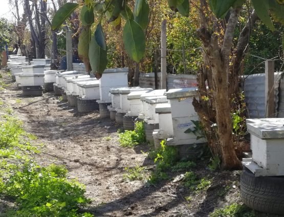 Tyre Farm - Bee keeping 1