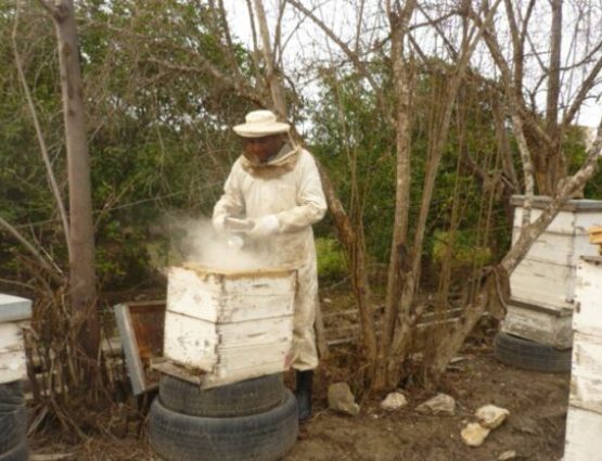 Tyre Farm - Beekeeping