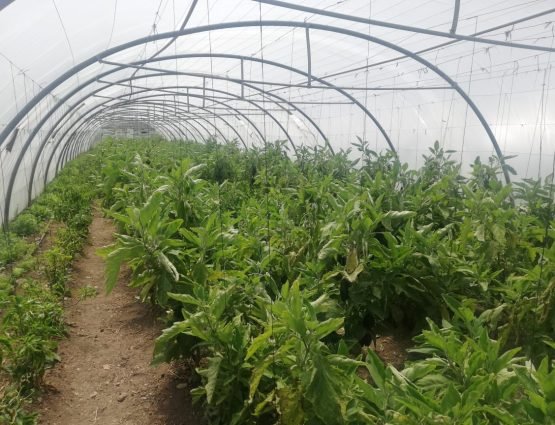 Tyre Farm - Glass house Misc